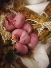 Peromyscus leucopus noveboracensis