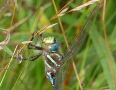 Aeshna tuberculifera
