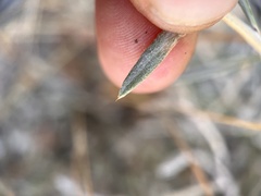 Tetradymia comosa