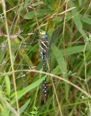 Aeshna tuberculifera