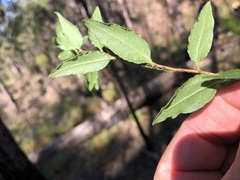 Billardiera scandens
