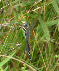 Aeshna tuberculifera