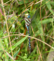 Aeshna tuberculifera