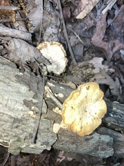 Cerioporus leptocephalus