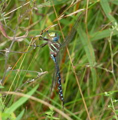 Aeshna tuberculifera