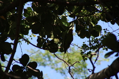 Psittacara erythrogenys