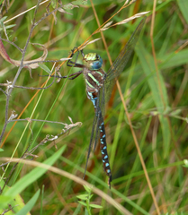 Aeshna tuberculifera