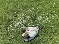 Threskiornis molucca