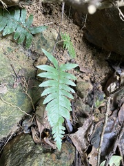 Microlepia hookeriana