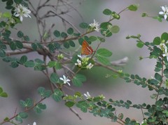 Lycaena li