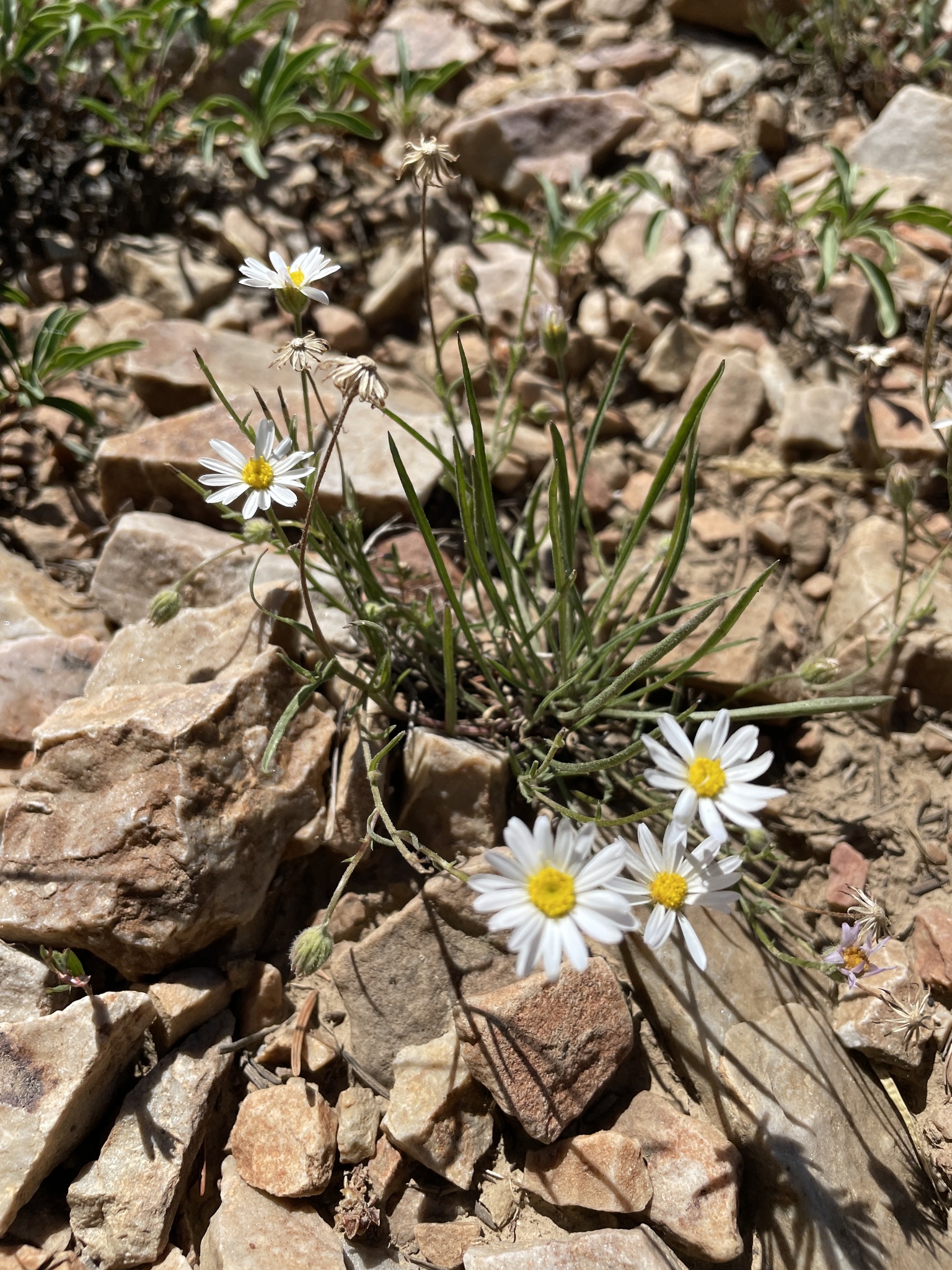 Erigeron eatonii var. eatonii
