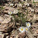 Eaton's Fleabane - Photo (c) Zach Coury, some rights reserved (CC BY-NC), uploaded by Zach Coury