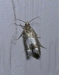 Eucosma parmatana