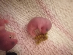 Peromyscus leucopus noveboracensis