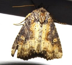 Mesapamea fractilinea