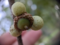 Amphibolips