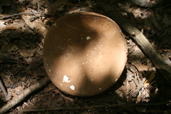 Tylopilus
