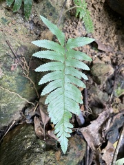 Microlepia hookeriana