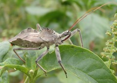 Arilus cristatus