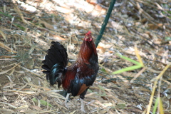 Gallus gallus domesticus