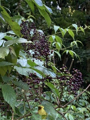 Sambucus canadensis
