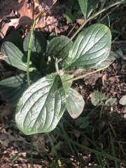 Lithospermum tuberosum