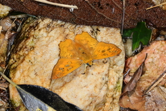 Myscelus amystis