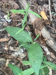 Thyrsanthella difformis