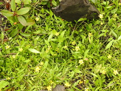 Ranunculus flammula