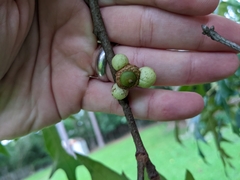 Amphibolips