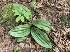 Cypripedium acaule
