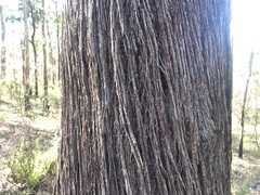 Eucalyptus baileyana
