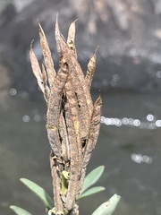 Thermopsis montana