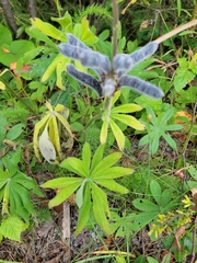 Lupinus polyphyllus