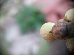 Amphibolips