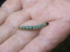 Pantographa limata