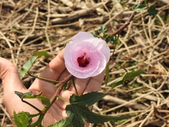 Hibiscus striatus