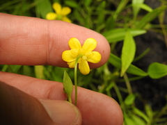 Ranunculus flammula