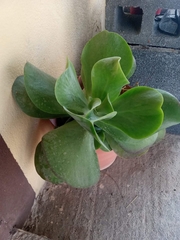Kalanchoe luciae