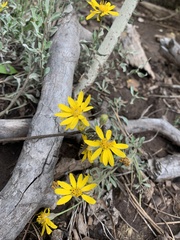 Heterotheca villosa