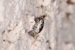 Bruchinae