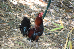 Gallus gallus domesticus