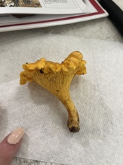 Cantharellus lateritius