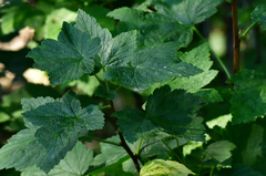 Ribes hudsonianum