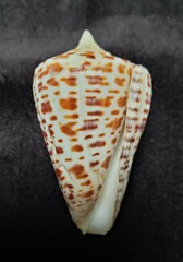 Conus spurius