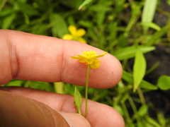 Ranunculus flammula