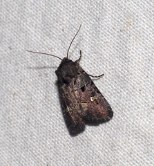 Lacinipolia renigera