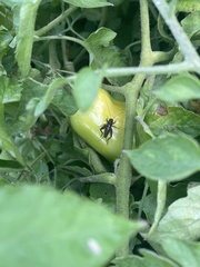 Eunemobius carolinus