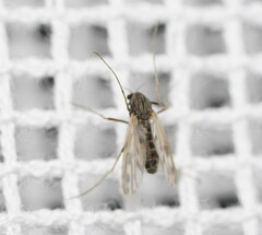 Polypedilum nubiferum