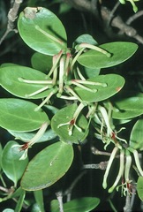 Muellerina celastroides